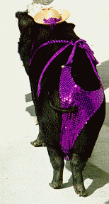 7anibut2.gif - 38.10 K