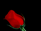 6rose.gif - 26.54 K